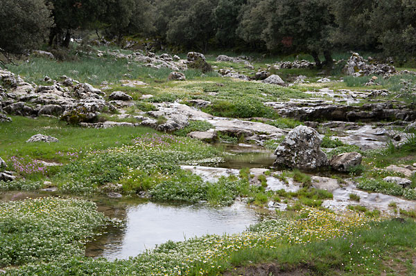 Foto des Arroyo Fuenseca am Wanderweg "Die Weiden von Cabra", Andalusien