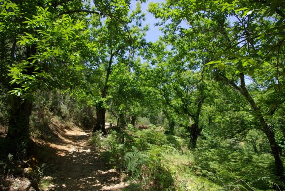 Kastanienhain in der Sierra de Aracena