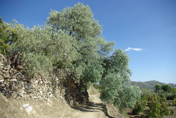 Olivenhain bei Canillas de Albaida, Costa del Sol, Andalusien
