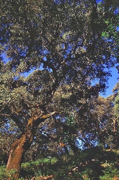 Foto eines Korkeichenwaldes in der Sierra de Aracena