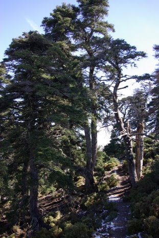 Igeltannenwald in der Cañada del Cuerno (Sierra de las Nieves, Andalusien)