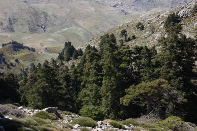 Igeltannenwald in der Cañada de Enmedio (Sierra de las Nieves, Andalusien)