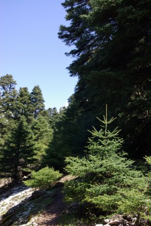 Igeltannenwald in der Cañada de las Animas (Sierra de las Nieves, Andalusien)