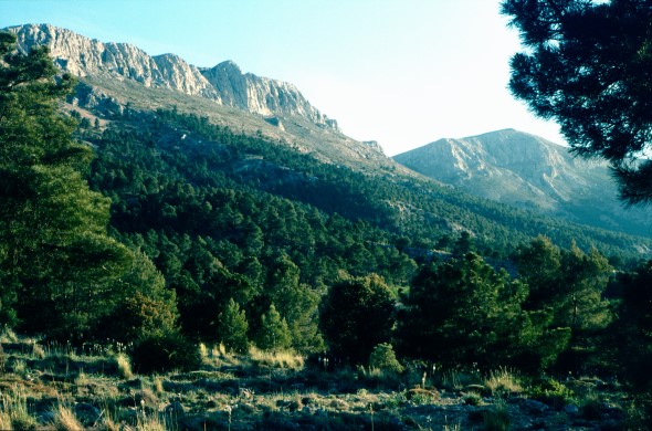 Kiefernwald am Nordhang der Sierra de María, Andalusien