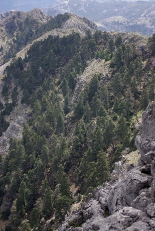 Igeltannenwald in der Sierra del Pinar, Sierra de Grazalema