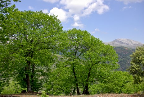 Kastanienhain bei Pujerra, Tal des Río Genal, Andalusien